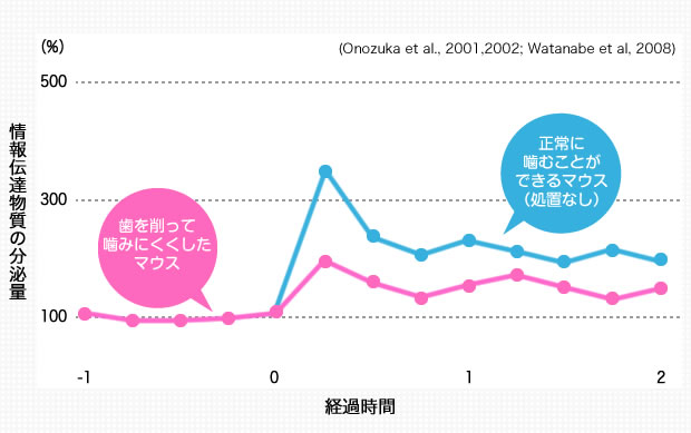 よく噛んで認知症予防を 老化マウスは、噛む力が衰えるとアセチルコリンの分泌量